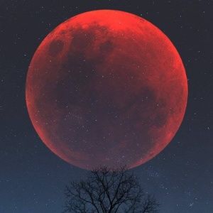 Meet your Posher, Frankie